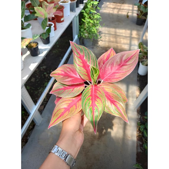 特価 朝方迄限定特価 Aglaonema pictum 【Weed】 最終価格16日迄【Weed】Aglaonema pictum - メルカリ