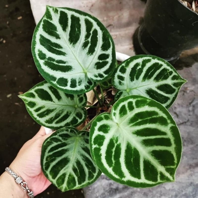 Anthurium silver blush - Etsy 日本
