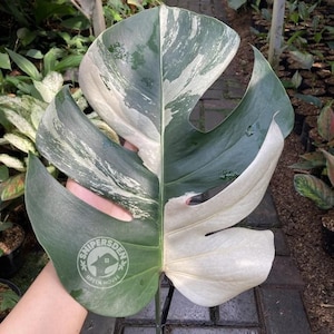 Monstera Albo Variegated White Tiger 1 Leaf Free Phytosanitary Certificate Fast Shipping