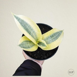 Sansevieria Trifasciata White Gold Free Phytosanitary Certificate Fast Shipping