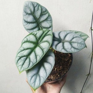 Alocasia Dragon Silver Free Phytosanitary Certificate Fast Shipping by DHL