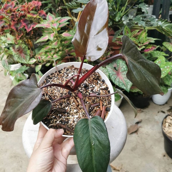 Philodendron Dark Lord Freies pflanzengesundheitliches Zertifikat Schneller Versand per DHL