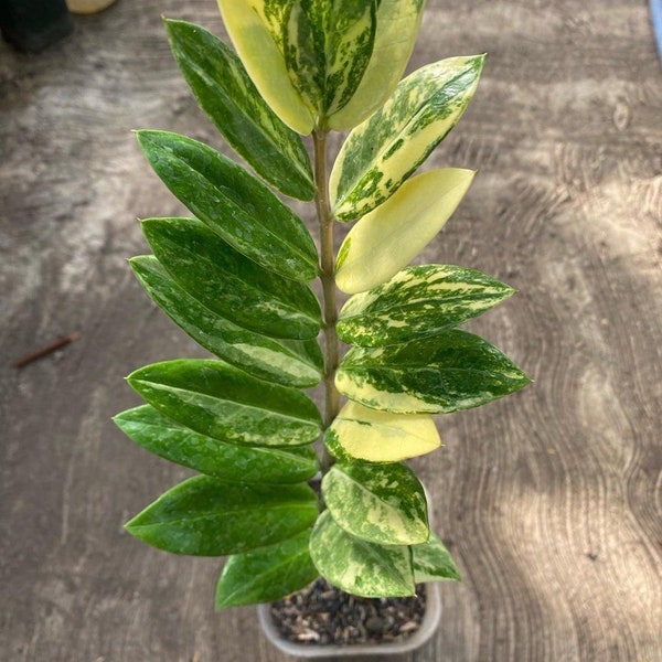 Zamioculcas Zamiifolia Variegato di medie dimensioni Certificato fitosanitario gratuito Spedizione veloce