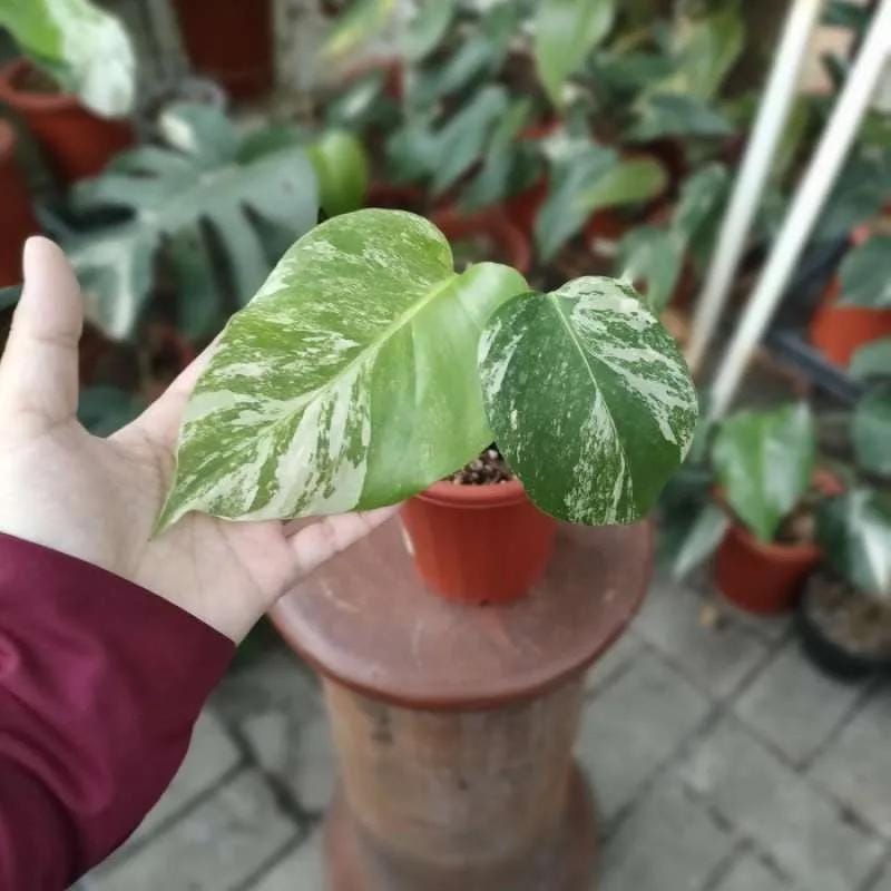 モンステラ・オーレア（Monstera Deliciousa Aurea） 希少】モンステラ