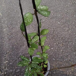 Hoya Mini Münze Sp Kalimantan Seltene Tropische Pflanze