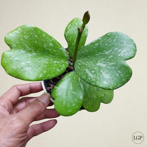 Hoya Kerrii Splash Very Cheap Free Phytosanitary Certificate Fast Shipping