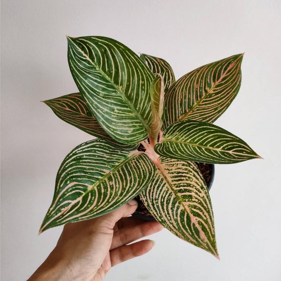 その他観葉植物 Aglaonema Golden Hope 🌱 Aglaonema Golden Hope 🌱 🪴 Aglaonema 'Golden Hope' is a
