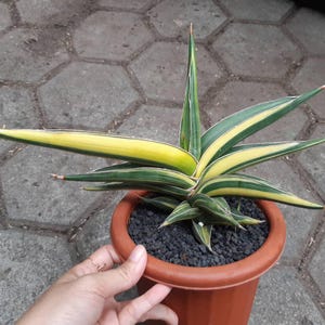 Sansevieria Robuscula Variegated Free Phytosanitary Certificate Fast Shipping