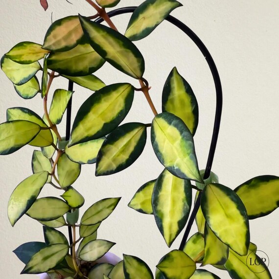 Hoya Lacunosa Midori Rare Flowering Plant - Etsy