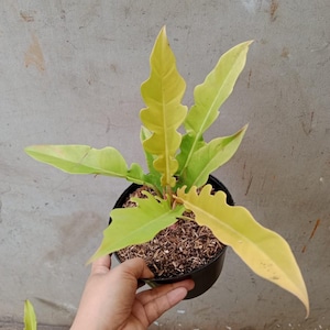 Philodendron Golden Serratum Free Phytosanitary Certificate Fast Shipping by DHL