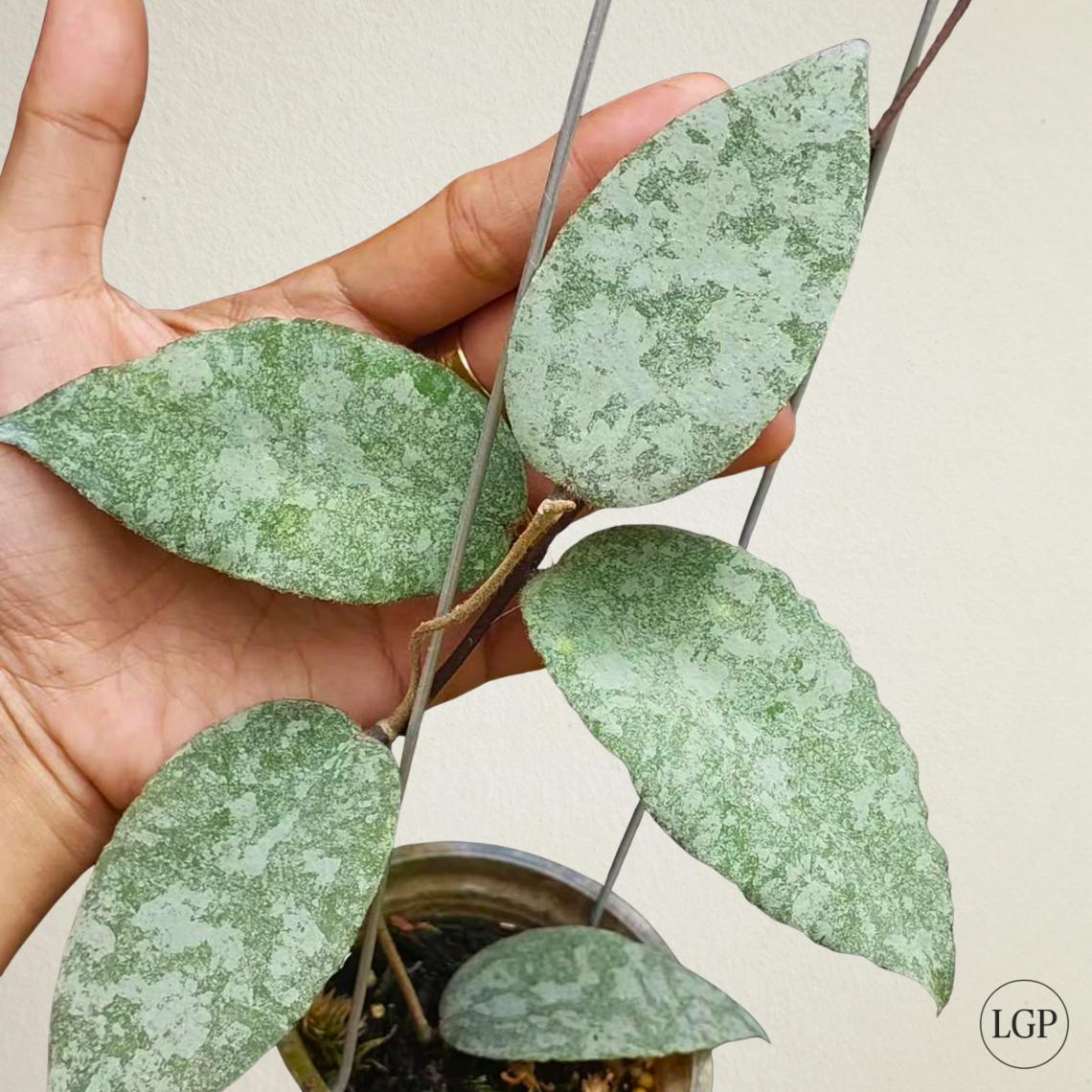 Hoya argentea princess - Etsy 日本