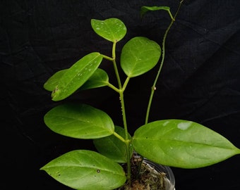 Wholesale Hoya Coriacea The most unique Hoya flower Rare to find! Free Phytosanitary Certificate Fast Shipping