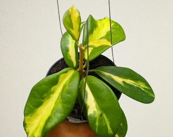 Hoya Diversifolia Maharani Variegated Rare Tropical Plant - Etsy