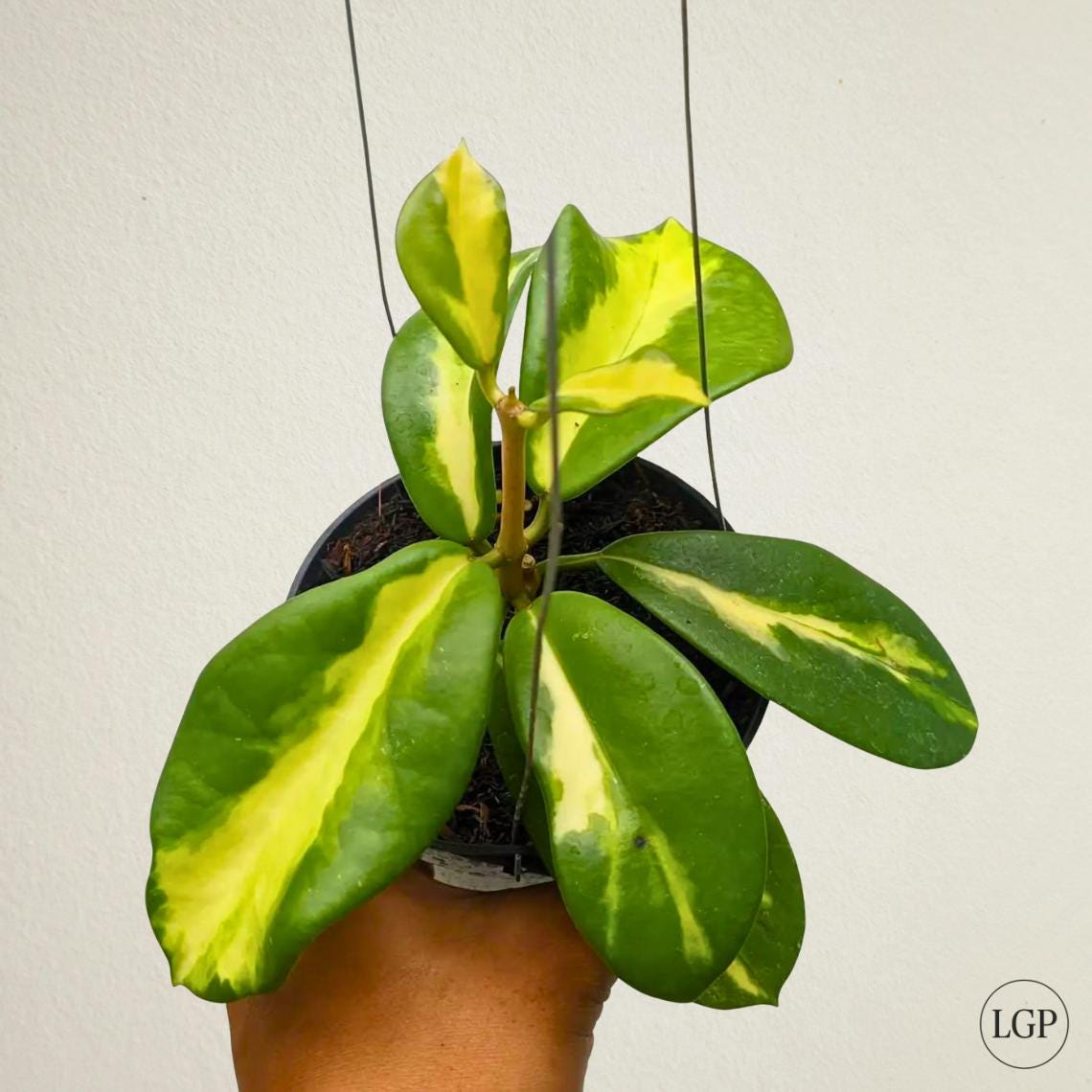 Variegated maharani - Etsy 日本