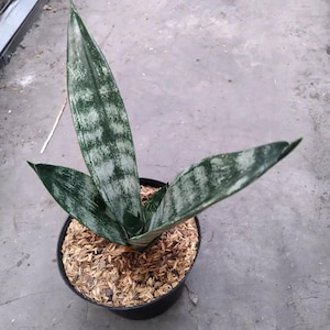 Sansevieria Frozen Free Phytosanitary Certificate Fast Shipping