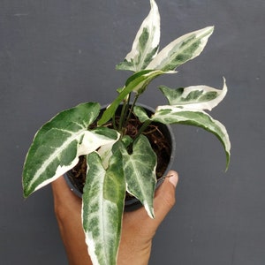 Syngonium T25 Free Phytosanitary Certificate Fast Shipping by DHL