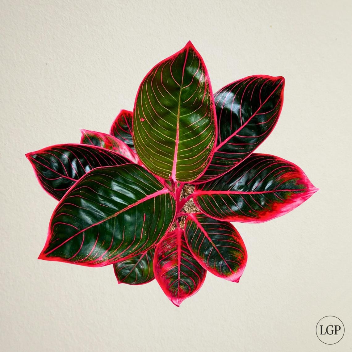 Aglaonema khanza - Etsy 日本
