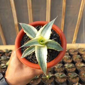 △*様 サンスベリア スノーホワイト Sansevieria Snow Whit Snow White Sansevieria - Etsy