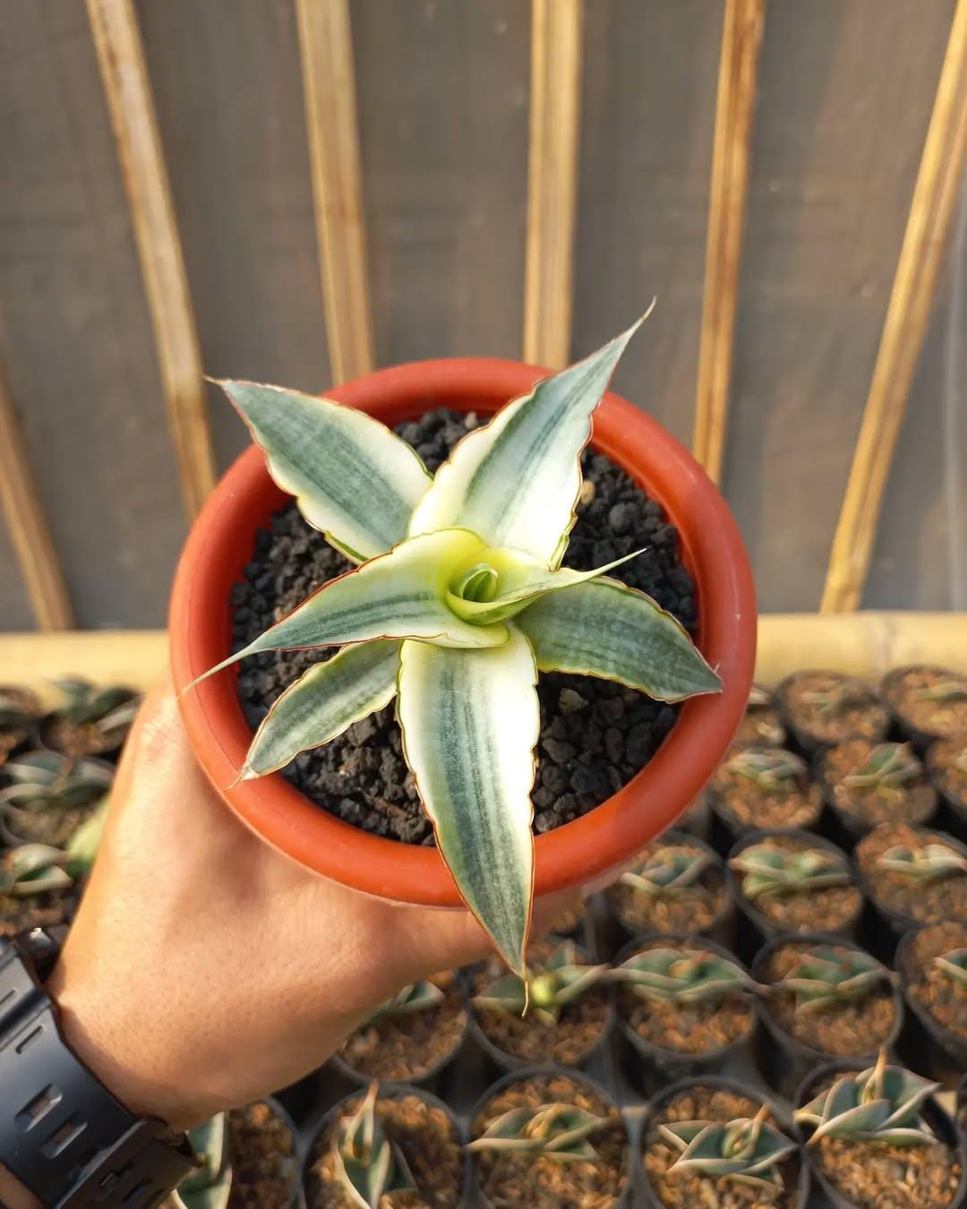 RARE Sansevieria Snow White || Free Phytosanitary Certficate