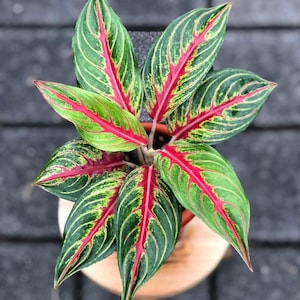 Aglaonema Red Sunset Beautiful Leaves Rare to find! Free Phytosanitary Certificate Fast Shipping