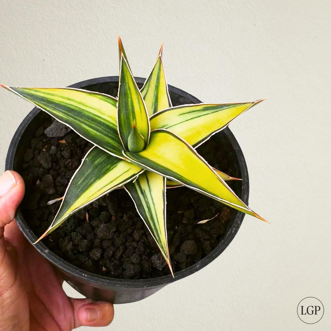 ま*か様 サンスベリア Sansevieria banana & rorida Sansevieria rorida – Kyle's Plants