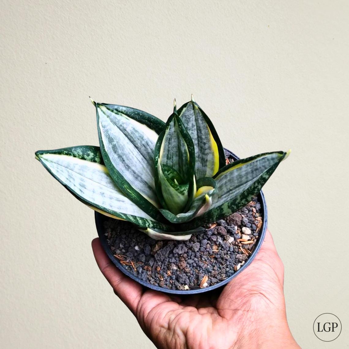 Sansevieria Trifasciata Silver Zebra Free Phytosanitary