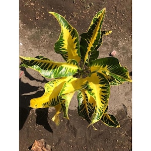 Codiaeum Variegatum Croton Bali Yellow Free Phytosanitary certificate Fast Shipping