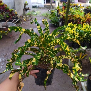 Codiaeum Variegatum Croton Gecko Ori Free Phytosanitary certificate Fast Shipping