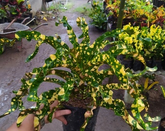 Codiaeum Variegatum Croton Gecko Ori Free Phytosanitary certificate Fast Shipping