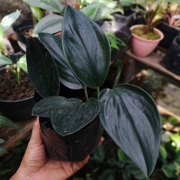 Wholesale Scindapsus Treubii Dark Form Free Phytosanitary Certificate Fast Shipping