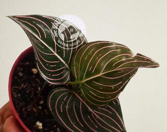 アグラオネマ　ロタンダム　アチェ　Rotundum aceh Aglaonema rotundum Aceh アグラオネマ ロタンダム アチェ