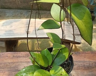 Wholesale Hoya Vitellina The most unique Hoya flower Rare to find! Free Phytosanitary Certificate Fast Shipping