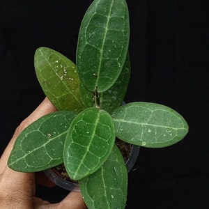 Hoya Eliptica Free Phytosanitary Certificate Fast Shipping