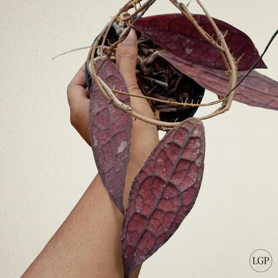 Hoya clemensiorum red ホヤ　クレメンシオラム　レッド Hoya Clemensiorum Red Free Phytosanitary Certificate Fast Shipping