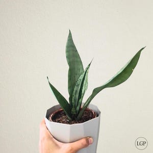 Sansevieria Trifasciata Moonshine Brazilian Free Phytosanitary Certificate Fast Shipping