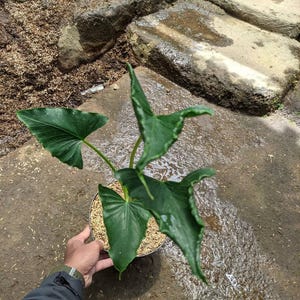 Alocasia Triangularis  Free Phytosanitary Certificate Fast Shipping
