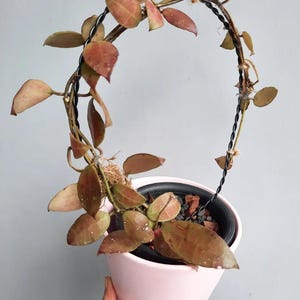Hoya Waliniana Red Leaves Free Phytosanitary Certificate Fast Shipping