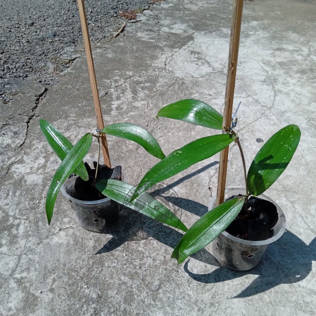 Hoya Rindu Rafflesia the Most Unique Hoya Flower Rare Free - Etsy