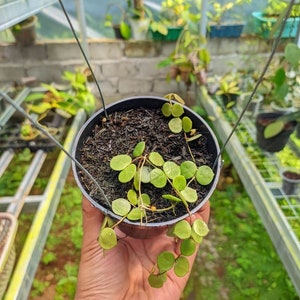 Wholesale Hoya Peltata The most unique Hoya flower Rare to find! Free Phytosanitary Certificate Fast Shipping