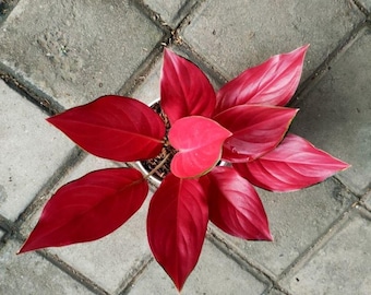 Aglaonema black maroon Starter Plant (ALL STARTER PLANTS