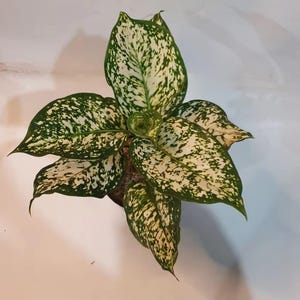 Aglaonema Dut White Rare to find! Free Phytosanitary Certificate Fast Shipping