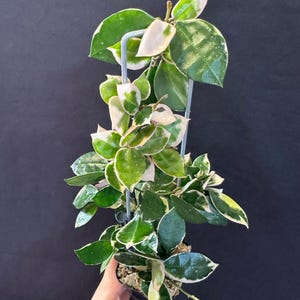 Hoya Lacunosa Asami Wonosobo Albo Zeldzame Hoya-bloem