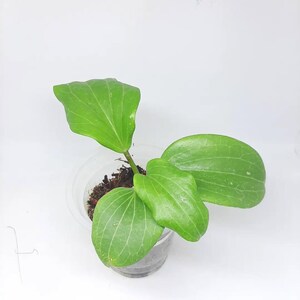 Hoya Merillii La fleur de Hoya la plus unique Rare certificat phytosanitaire gratuit Expédition rapide
