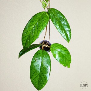 Hoya Meredithii The most unique Hoya flower Rare Free Phytosanitary Certificate Fast Shipping