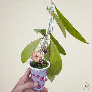 Hoya Puttusibau Die einzigartigste Hoya Blume Selten zu finden!