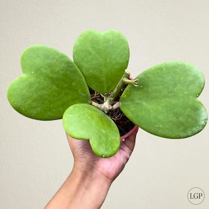 Hoya Kerrii Very Cheap Free Phytosanitary Certificate Fast Shipping