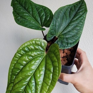 Certificat phytosanitaire gratuit Anthurium Radicans Expédition rapide par DHL