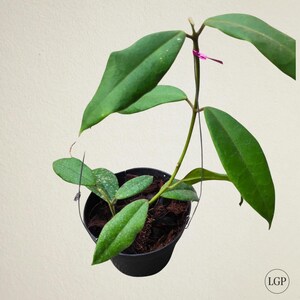 Hoya Kapuasensis Free Phytosanitary Certificate Fast Shipping
