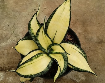 Sansevieria Golden Wendys Kostenloser Versand