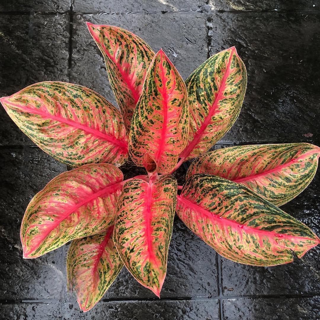 Aglaonema lotus delight - Etsy 日本 Aglaonema lotus delight - Etsy 日本